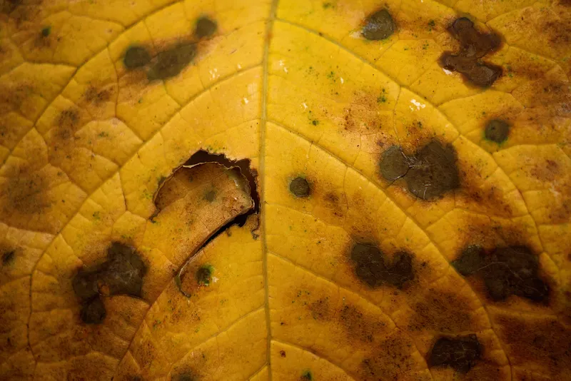 Addresses the Cause, Not Just the Symptom