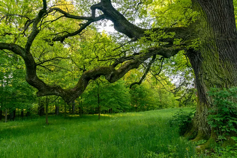 Real-Estate & Pre-Construction Tree Surveys