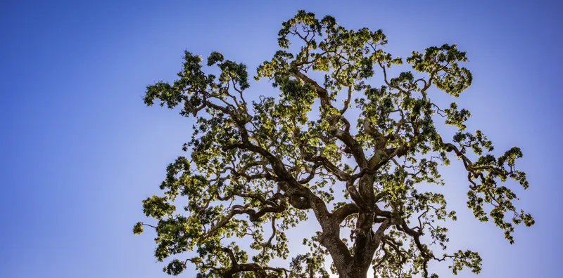 Permit Coordination Under Little Elm's Tree Preservation Ordinance