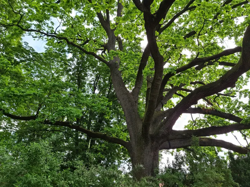 EAB Treatment for Frisco's 1990s-2000s Green Ash
