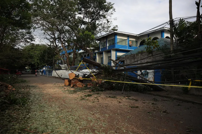 Young Tree Structural Training