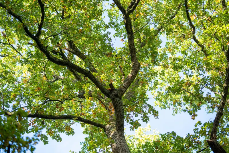 Avoiding the Clay Bathtub That Kills Trees Slowly