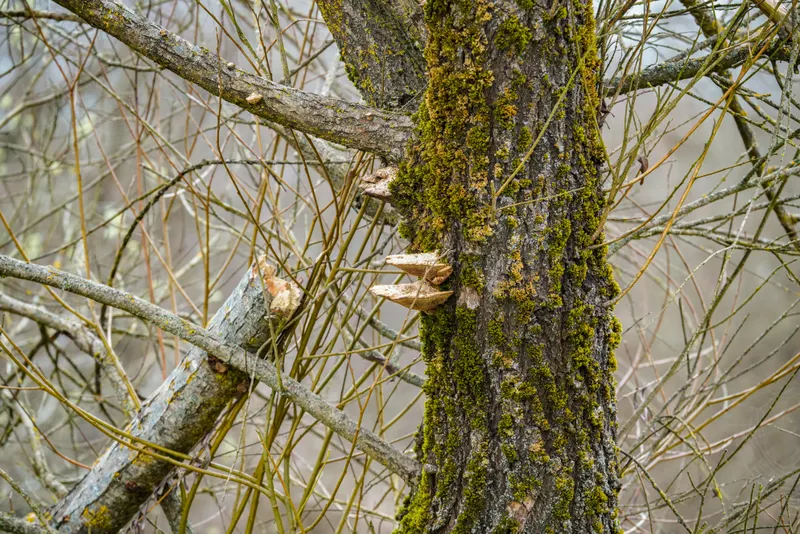 Deadwood Removal & Structural Cleanup