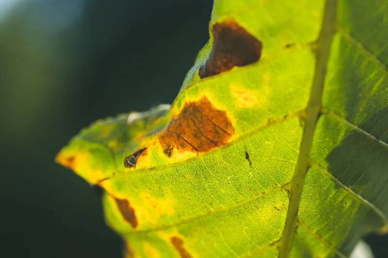 Oak Wilt Working Through Live Oaks & Red Oaks