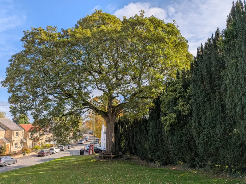 Tree Preservation Plans