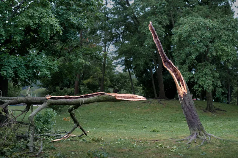 Storms Hitting a Canopy That All Grew Up Together