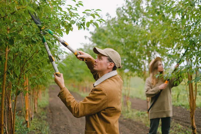 Heritage Trees Kept, Not Just Counted