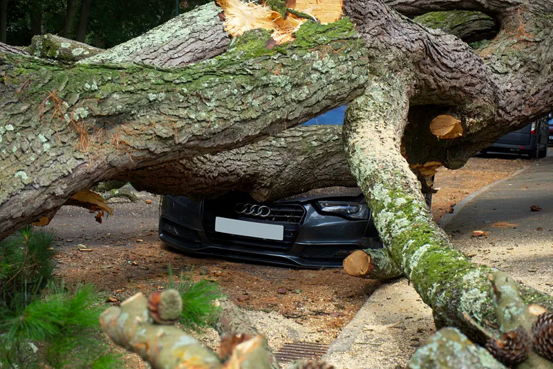 The Tree Stays, and So Does Its Value