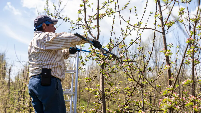 Crape Myrtle Pruning — Done the Right Way